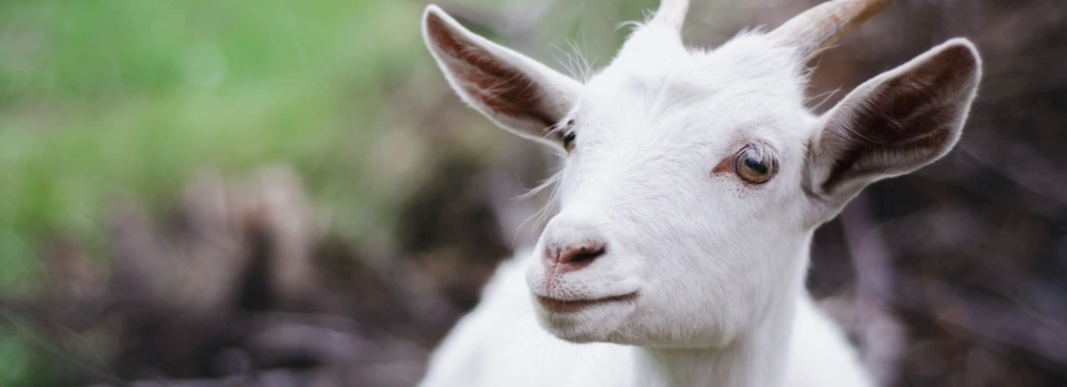 Dlaczego colostrum kozie jest lepsze niż krowie?